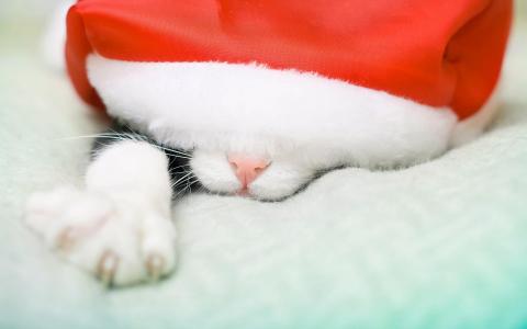 猫，爪子，鼻子，帽子，圣诞老人，枪口壁纸
