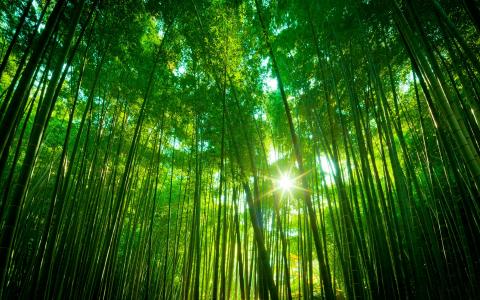 竹林，绿色自然景观壁纸