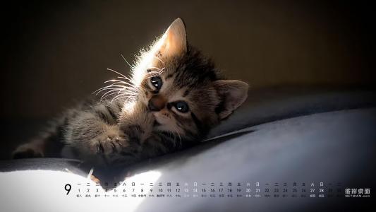 桌面的另一面2014年9月日历小猫，微笑，微笑壁纸