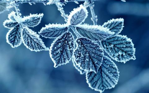 叶霜冬季蓝色高清壁纸