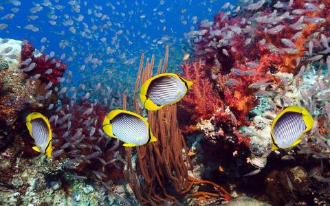 珊瑚礁黄色的鱼壁纸