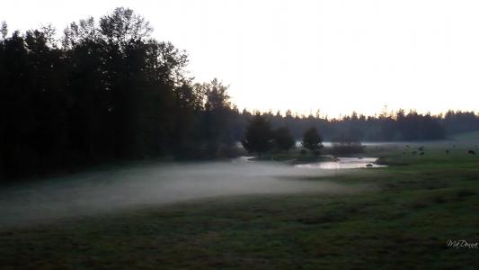 华盛顿西北部草地的雾