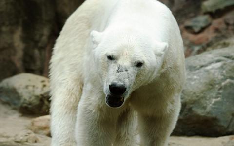 北极熊熊高清壁纸