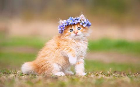 可爱的小猫，蓬松，鲜花，花圈壁纸