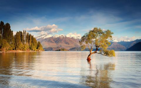 新西兰，南岛，瓦纳卡湖，山，水，树木的壁纸