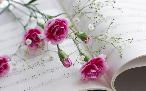 康乃馨，鲜花，书，乐谱壁纸
