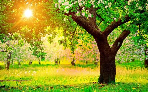 苹果树开花春天太阳光明亮的蒲公英壁纸
