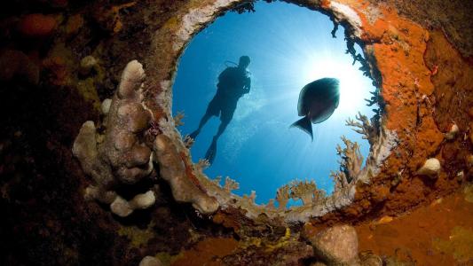 海洋潜水员潜水鱼阳光珊瑚高清壁纸