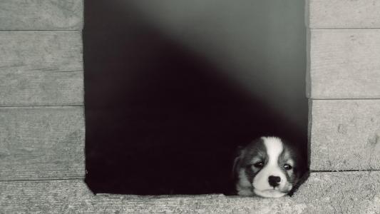 小狗，看窗外，盯着眼睛，孤独的小狗壁纸