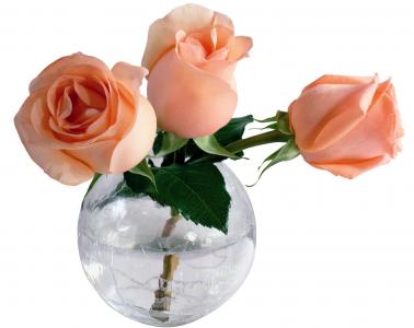 在花瓶墙纸的三朵玫瑰