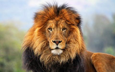 大猫：狮子壁纸