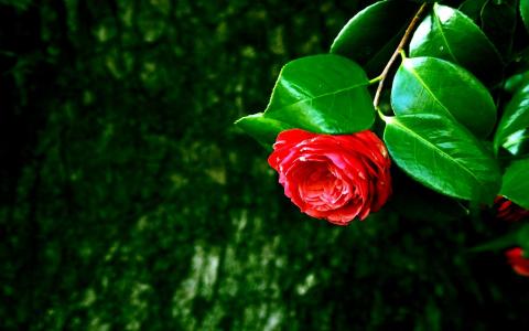 A Rose For Adeleg wallpaper