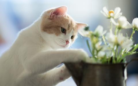 小猫种植鲜花壁纸