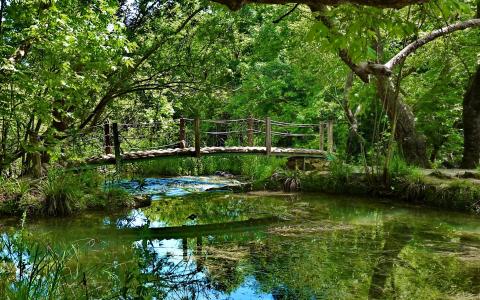 森林溪流壁纸上可爱的小木桥