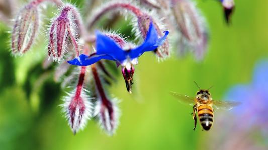 花朵，蓝色花瓣，蜜蜂飞舞，昆虫壁纸