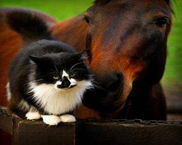 珍贵的时刻，黑色和白色的猫链栗色的马友谊猫咪nu plan的木板坐嗅高清壁纸