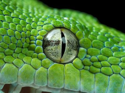 绿色的蟒蛇眼壁纸