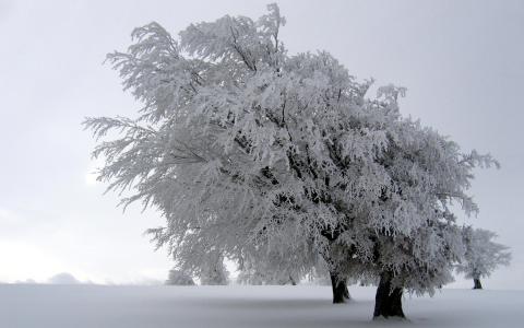 冬季树木雪白高清壁纸