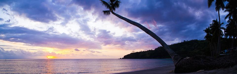 Palm tree silhouette, sunset, Lombok, West Nusa Tenggara, Indonesia wallpaper