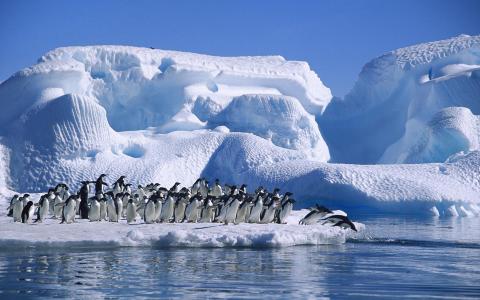 南极洲阿德利企鹅，海，雪，冰壁纸