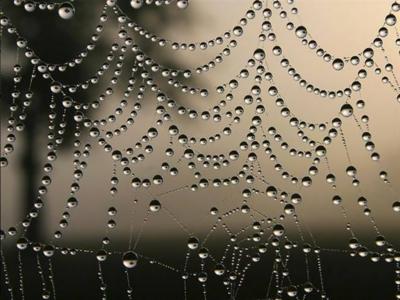 网页性质雨蜘蛛高清壁纸