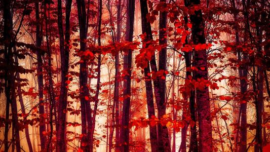 森林，树木，红叶，秋季壁纸