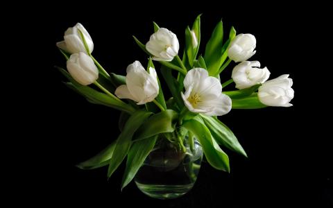 花瓶，白色的郁金香花，黑色背景壁纸