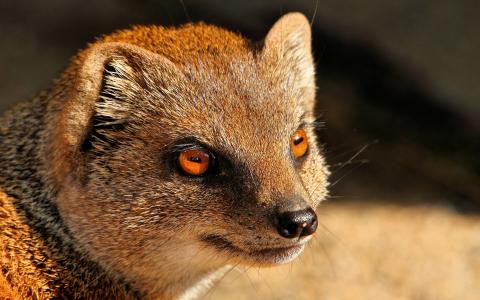 猫鼬，捕食者，红色的眼睛壁纸