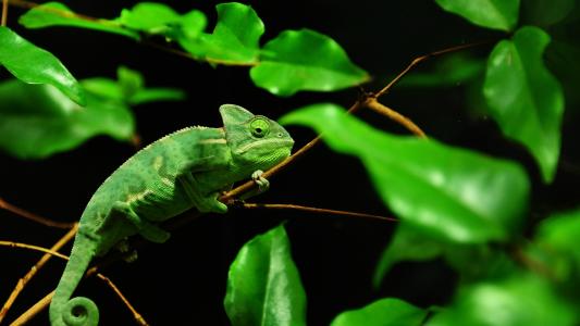 绿色变色龙，马达加斯加雨林壁纸