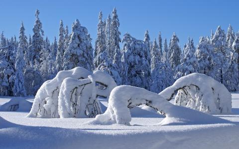树雪冬季森林高清壁纸