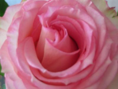 一个非常美丽的微妙粉红玫瑰。
