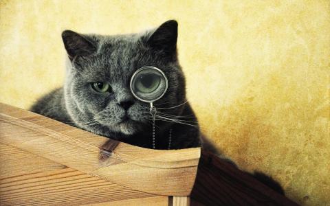 猫与单片眼镜壁纸