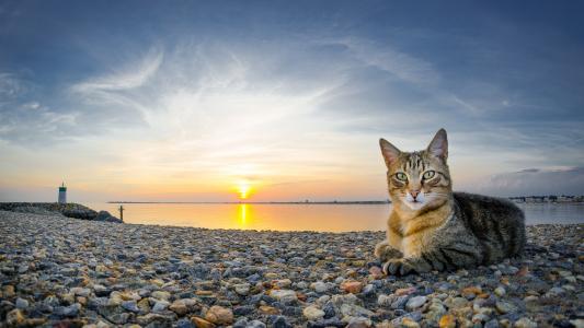 在海岸日落壁纸的猫