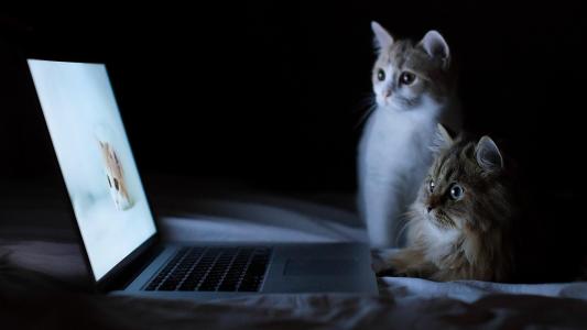 两只猫看着Pc笔记本电脑壁纸