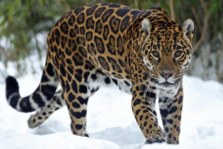 大猫美洲豹一眼雪动物宽壁纸