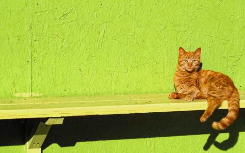 姜猫坐在长椅上的壁纸