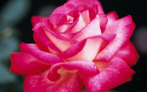 Fresh Pink Rose.jpg壁纸