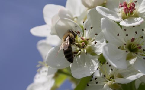蜜蜂在梨开花壁纸