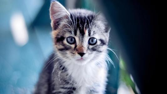 小猫与蓝色的眼睛壁纸