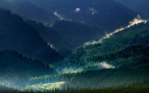 景观，性质，喀尔巴阡山，山，雾，森林，春天，绿色，树木壁纸
