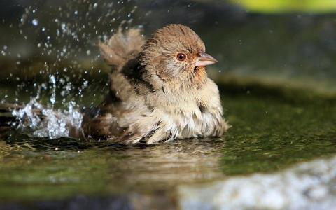 Birds Drops Splash Water For Android壁纸