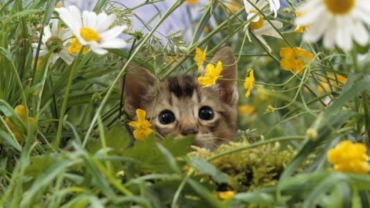猫小猫花草高清壁纸