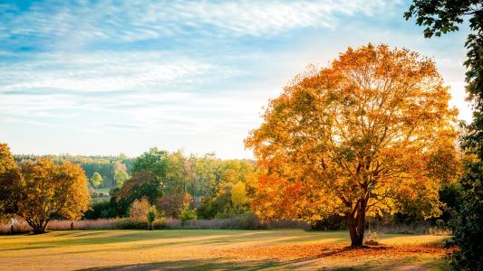 景观，自然秋，树，黄叶，蓝色的天空壁纸