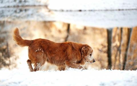 猎犬金狗冬季雪自然湖壁纸