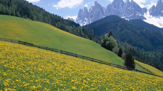 野花，白云岩山脉，意大利。wallpaper