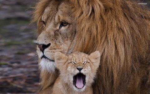 狮子与幼崽壁纸