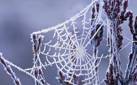 冬季蜘蛛网壁纸