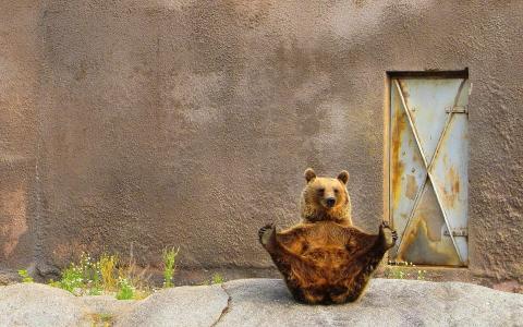 有趣的熊构成壁纸