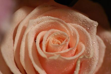 非常漂亮的桃玫瑰。