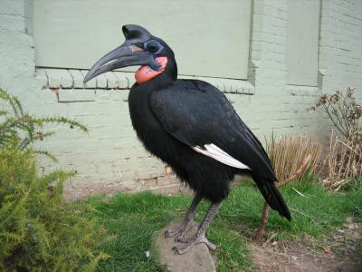 怪异的鸟鸟热带动物园高清壁纸